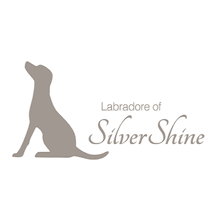Labradore Of Silvershine